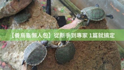 放龜|【養烏龜懶人包】：從新手到專家，1篇就搞定